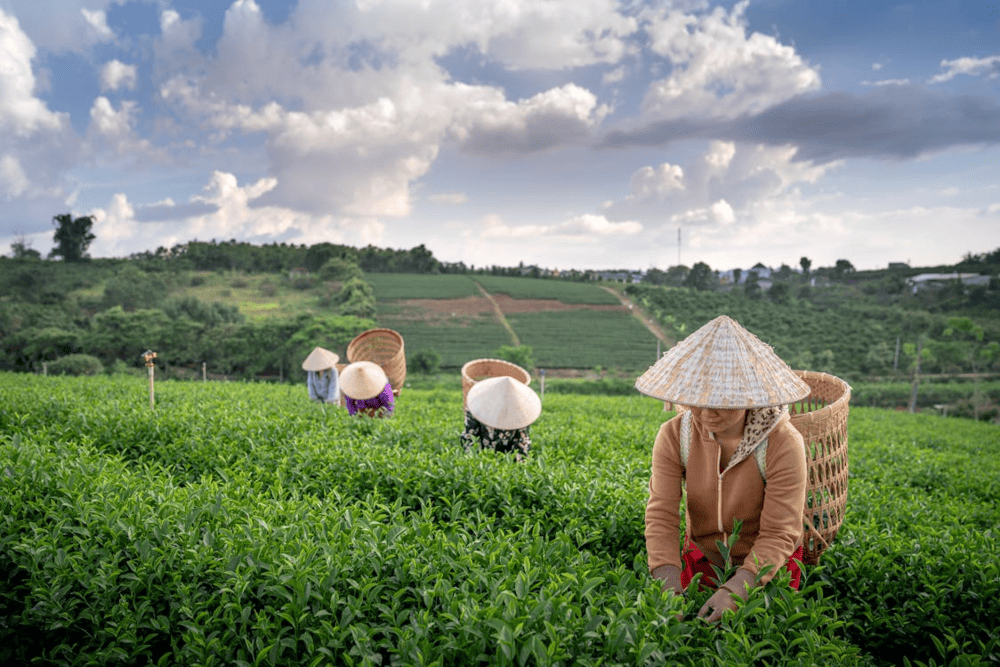 Non La symbolizes simplicity and serves as protection from the sun and rain for hardworking farmers (Source: Pexels)